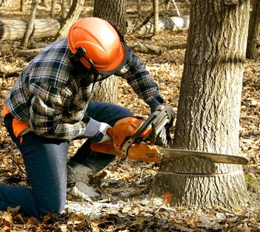 Tree Removal in Alhambra, IL